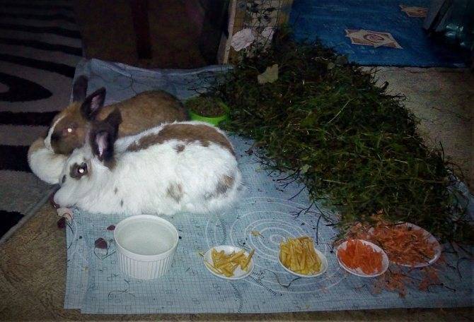 Чем кормить карликового кролика в домашних условиях, сколько можно еды