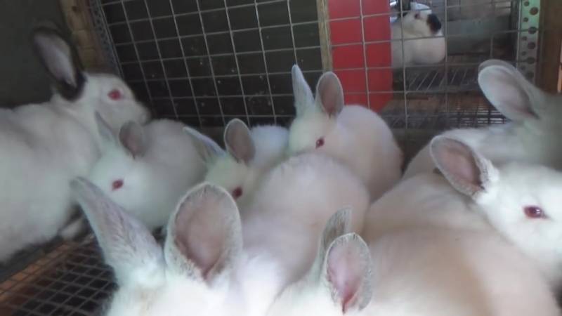 Кормление кроликов: случка и беременность