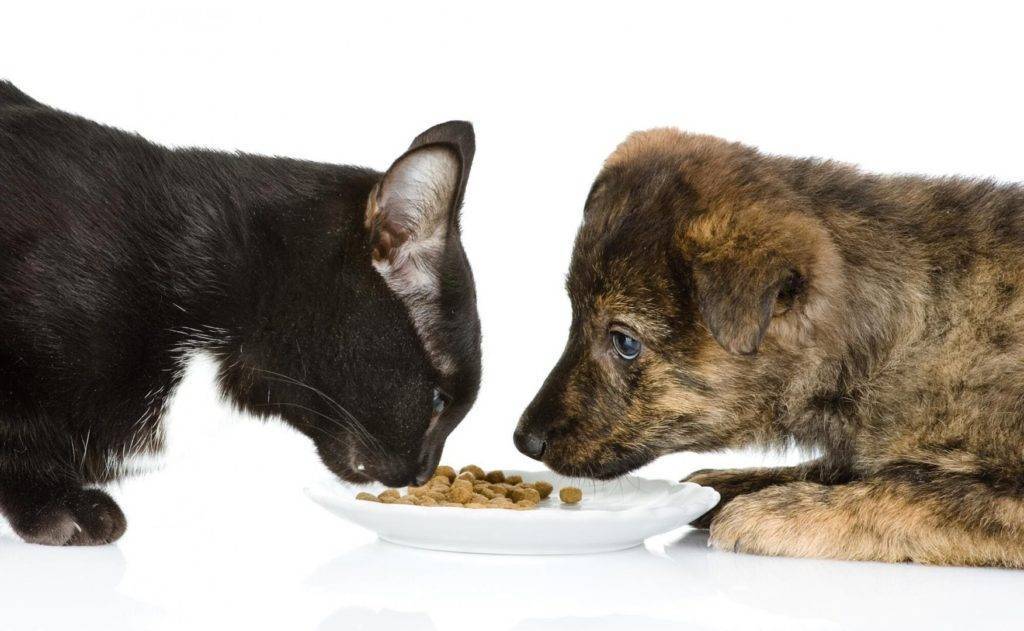 Кормление кошки кормом для собак: сухой и влажный, что будет с питомцем
