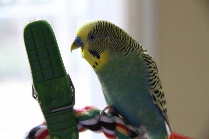 Говорящий попугай: лучшие виды, породы для обучения и их цена