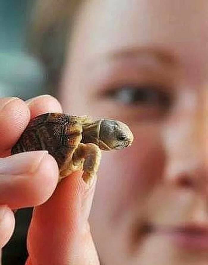Фиксация головы черепахи и открывание рта - все о черепахах и для черепах