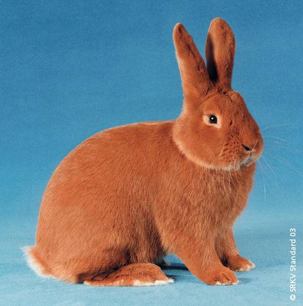 Описание и фото пород кроликов рыжего цвета