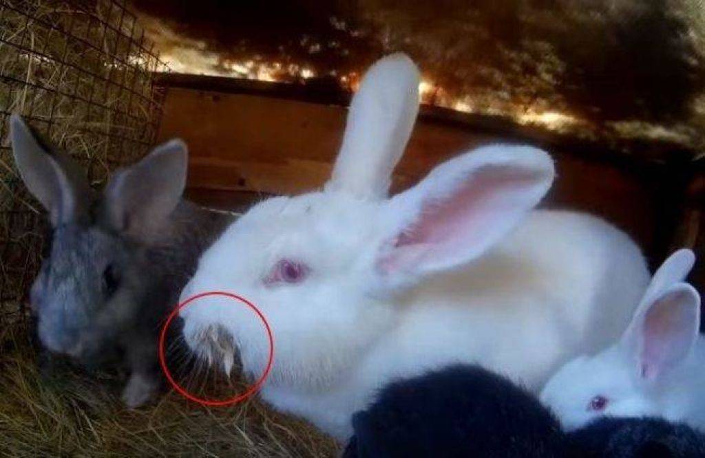 Почему крольчиха съедает крольчиха. Стоматит мокрец инфекционный кроликов. Мокрец (стоматит) кроликов. Инфекционный стоматит кроликов. Стафилококкоз кроликов.