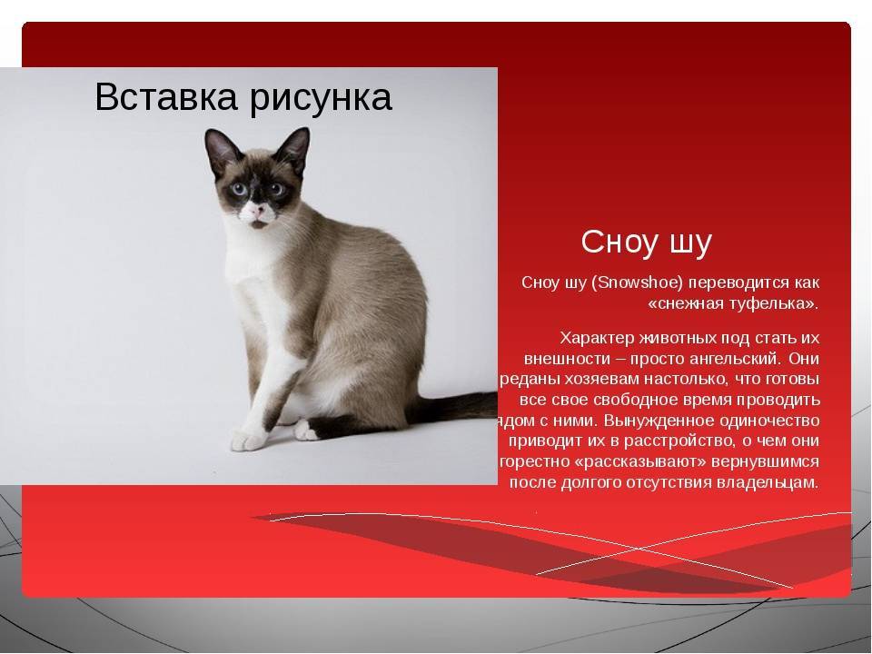 Кошка сноу-шу: фото и описание породы, особенности содержания, советы по выбору котят