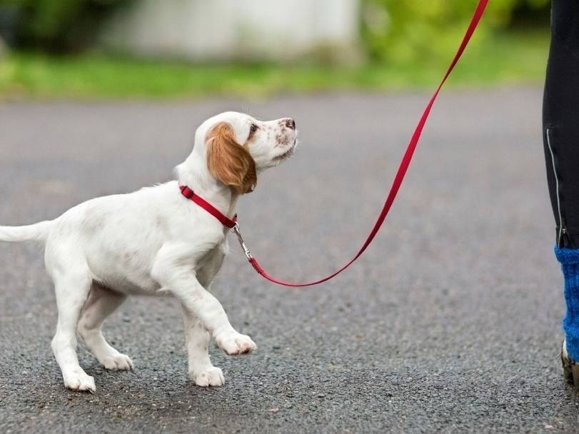 Как самостоятельно и быстро научить собаку не тянуть поводок на прогулке