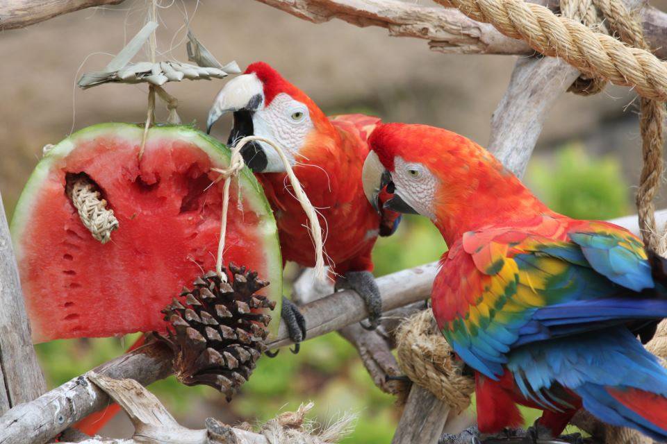 Волнистый попугай: описание, содержание и уход, сколько живут