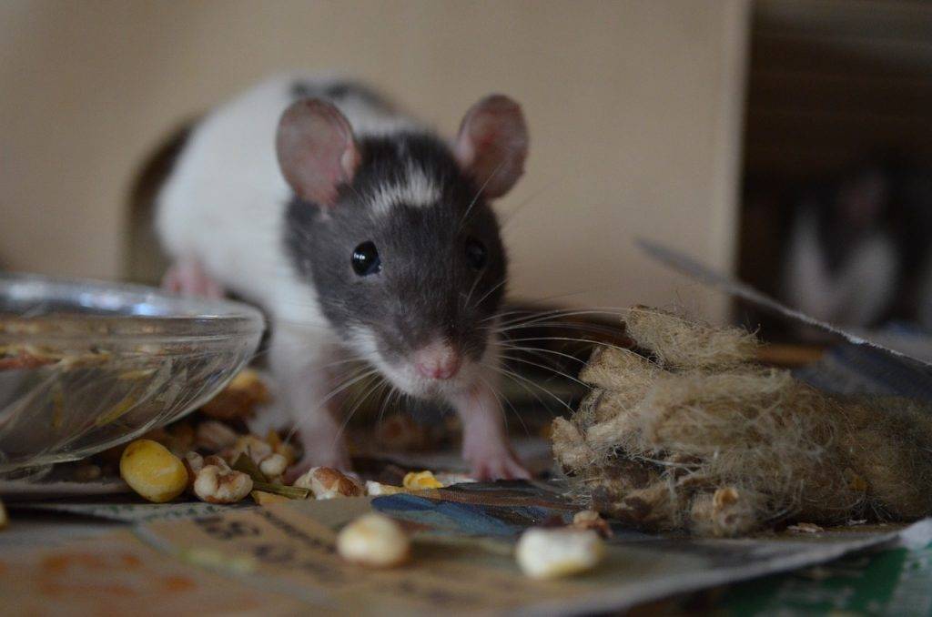 Чем кормят домашних крыс: меню от а до я