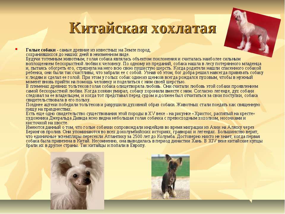 Порода собак ши-тцу: характер, описание породы, сколько живут, размер, вес, отзывы владельцев