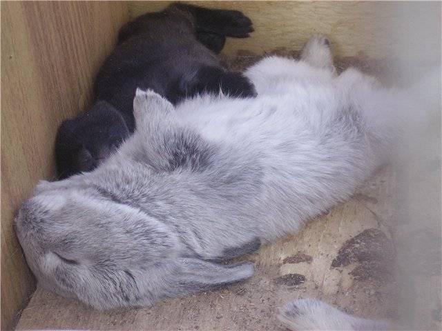Как спят кролики: с открытыми глазами или нет, сколько времени и как часто, фото
