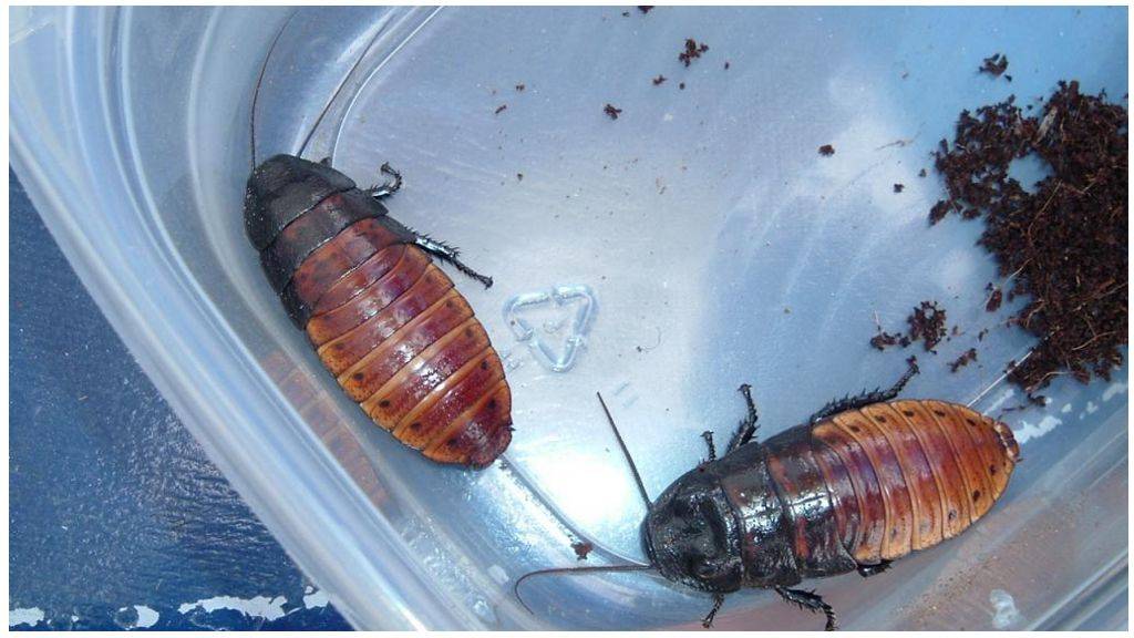 О том, как размножаются и живут тараканы