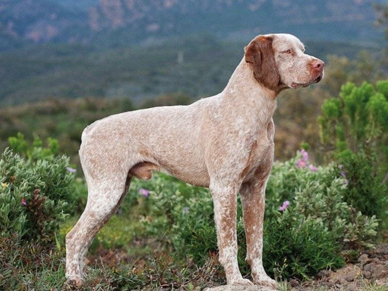 Легавые породы собак: общая информация и список с фото