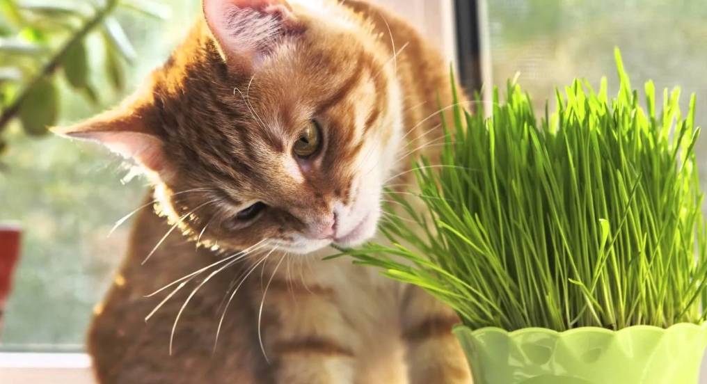 Какую траву любят есть кошки: пырей, осока. полезные и опасные растения