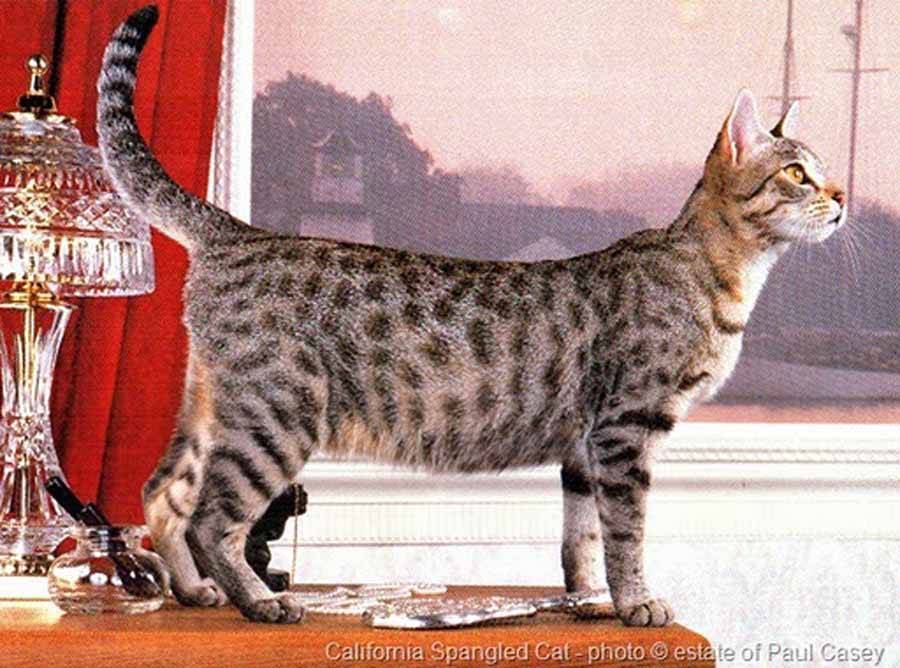 Калифорнийская сияющая кошка — описание породы кошек