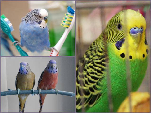 Как в домашних условиях ухаживать за волнистым попугаем: содержание, кормление и уход