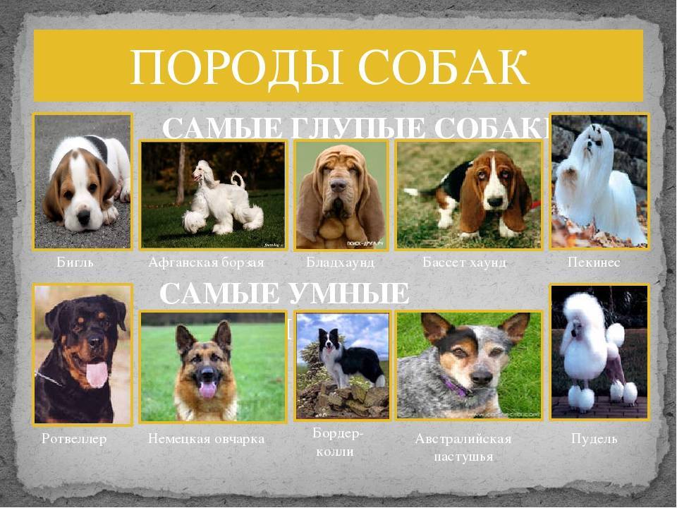 Лучшие охотничьи породы собак для квартиры в 2022 году с плюсами и минусами