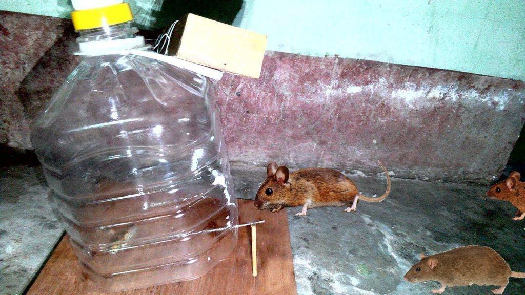 Hamster.ru - сайт о хомяках - подробно на тему... - как найти и поймать сбежавшего хомячка