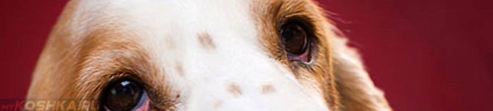Красные глаза у собаки: причины, что делать, лечение красных глаз