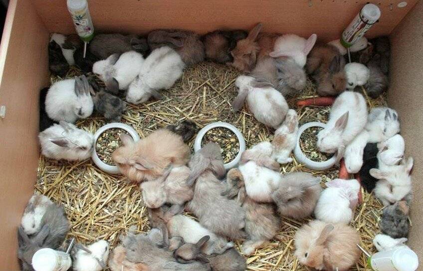 Разведение крольчат: когда открывают глаза и выходят из гнезда, развитие по дням и уход за питомцами