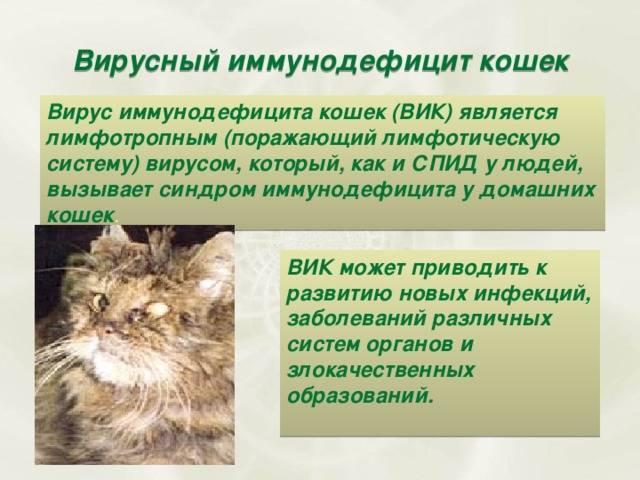 Коронавирус у кошек: лечение, симптомы, опасность для человека