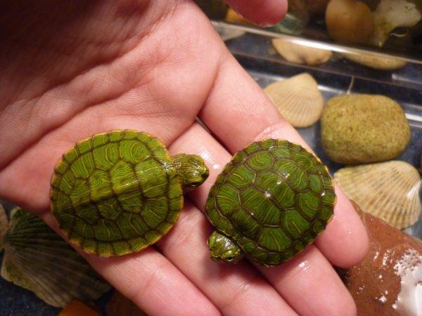 Интересные факты о черепахе, которые вы точно не знали
