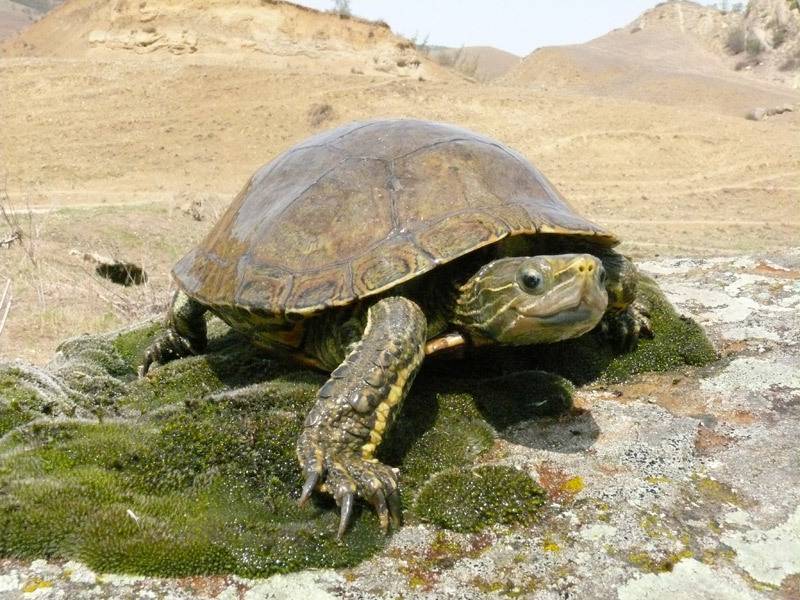 Какие черепахи живут и водятся в России