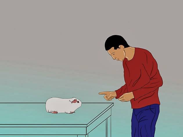 Как дрессировать морскую свинку в домашних условиях?