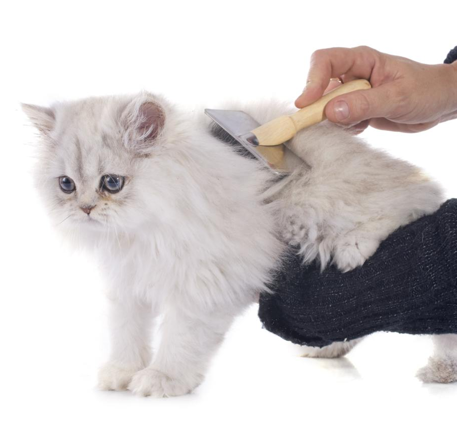 Почему у кошки шерсть сваливается в колтуны, как избавиться от них в домашних условиях: причины образования комков