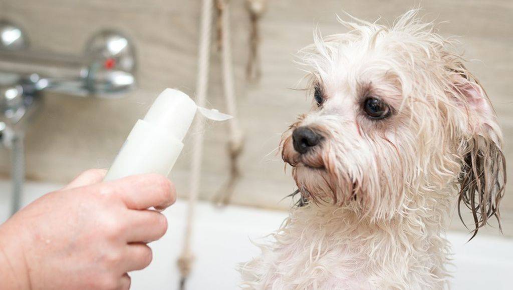 Можно ли мыть собаку человеческим шампунем: вред шампуня для людей, рекомендации по купанию собак