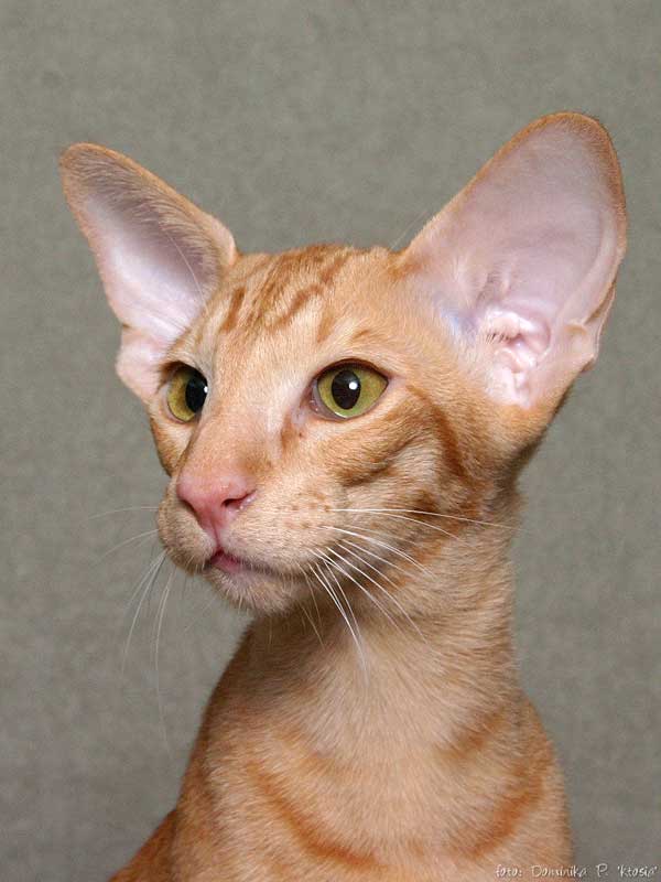 12 кошек с большими ушами – от аборигенных пород до редких гибридов и одомашненных диких видов