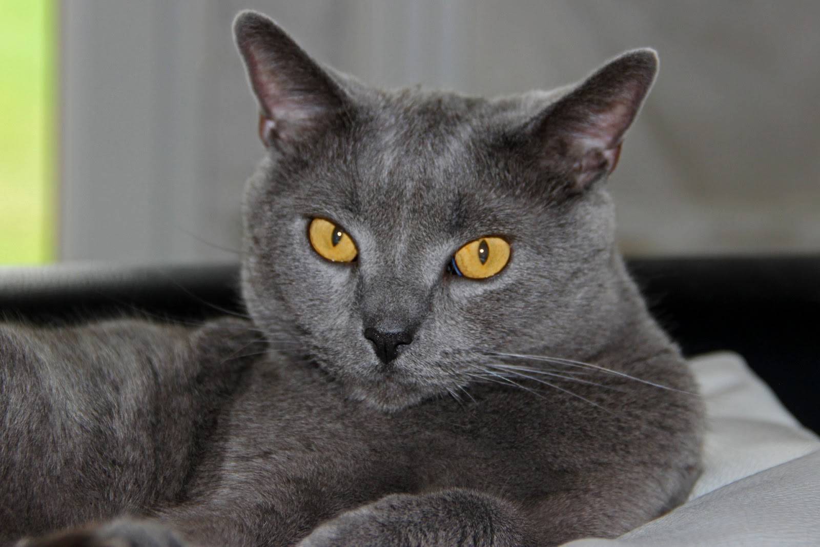 Кошка шартрез: описание породы с фото
