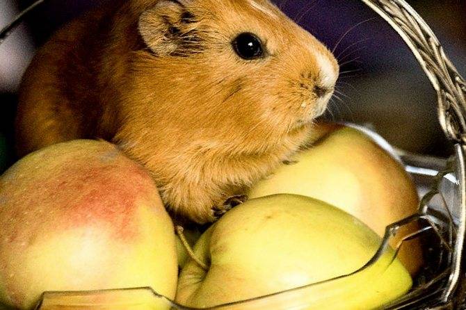 Можно ли давать кроликам яблоки и в каком количестве
