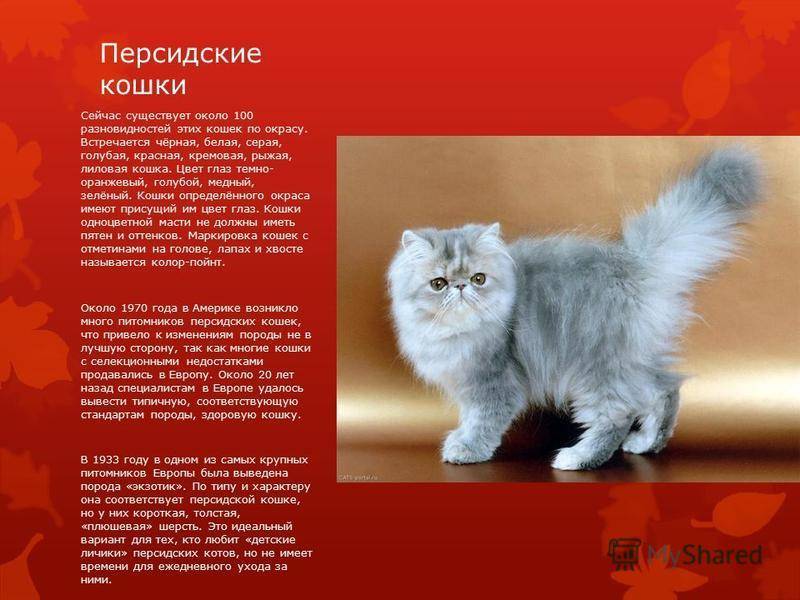 Особенности характера сибирской голубой кошки