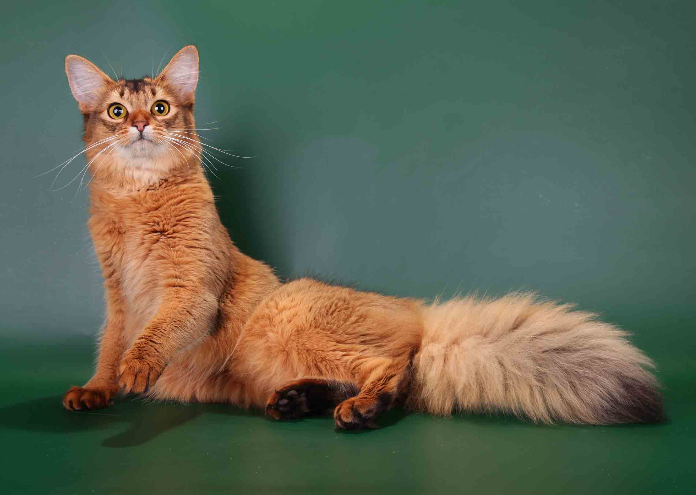 Сомалийская кошка: полное описание породы, отзывы (фото и видео)
