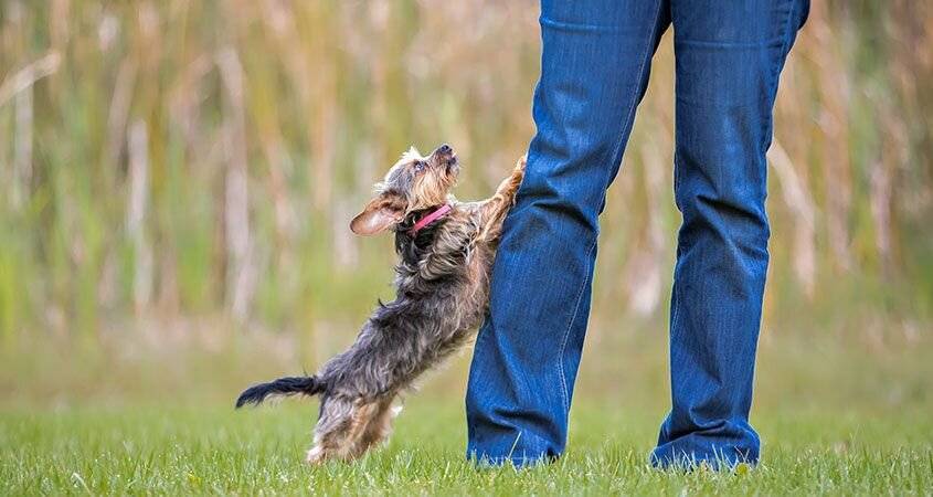 Как отучить собаку прыгать на хозяина
как отучить собаку прыгать на хозяина