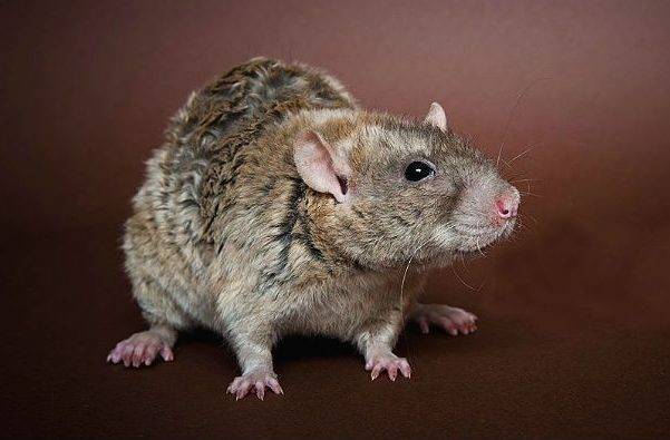 Декоративная крыса дамбо рекс – особенности породы