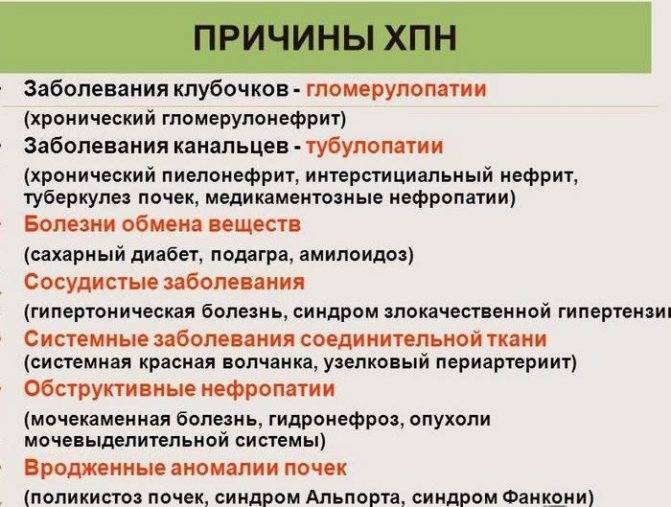 Лечение хпн у кошек схема лечения и препараты