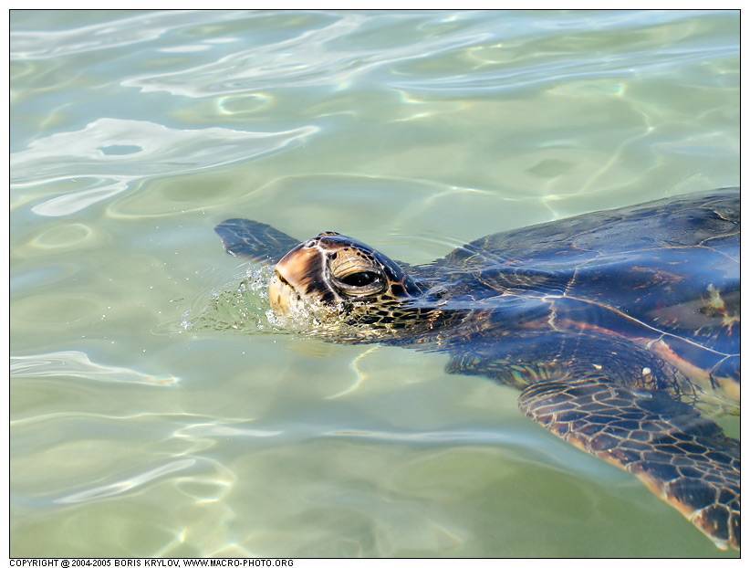 Как плавают черепахи в воде (видео)?