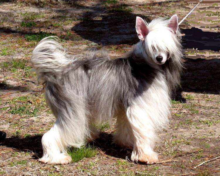 Собака породы китайская пуховая хохлатая собака фото