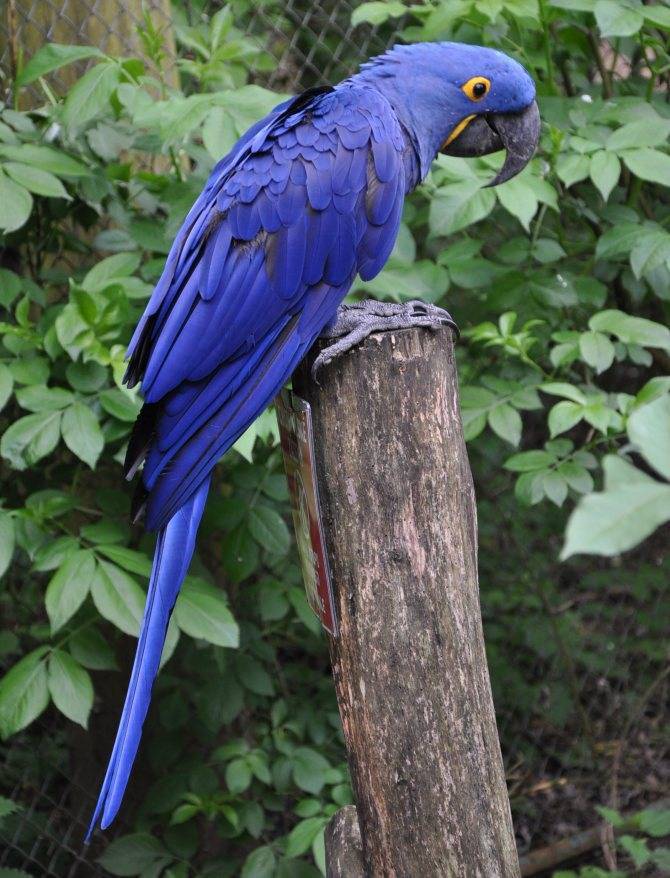 Синеголовый красногузый попугай: описание, содержание и уход, разведение, фото