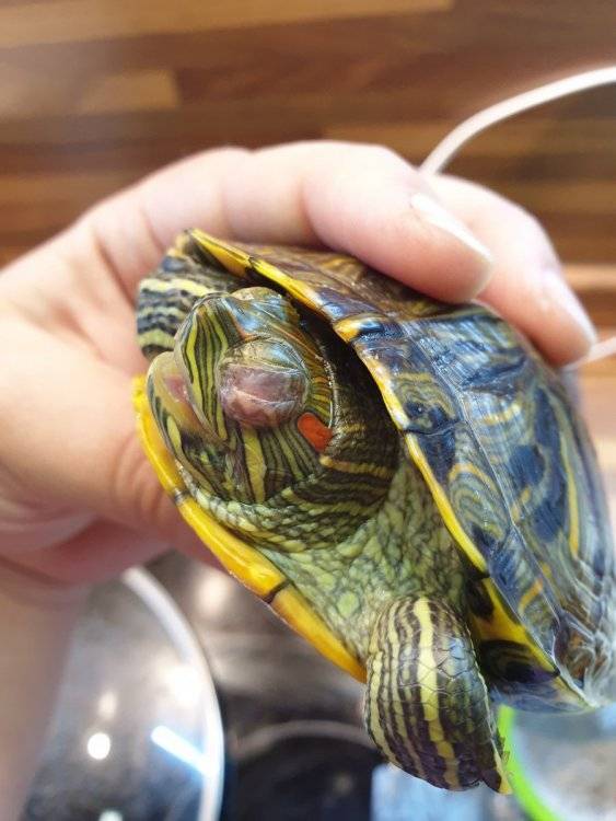 Как лечить глаза красноухим черепахам