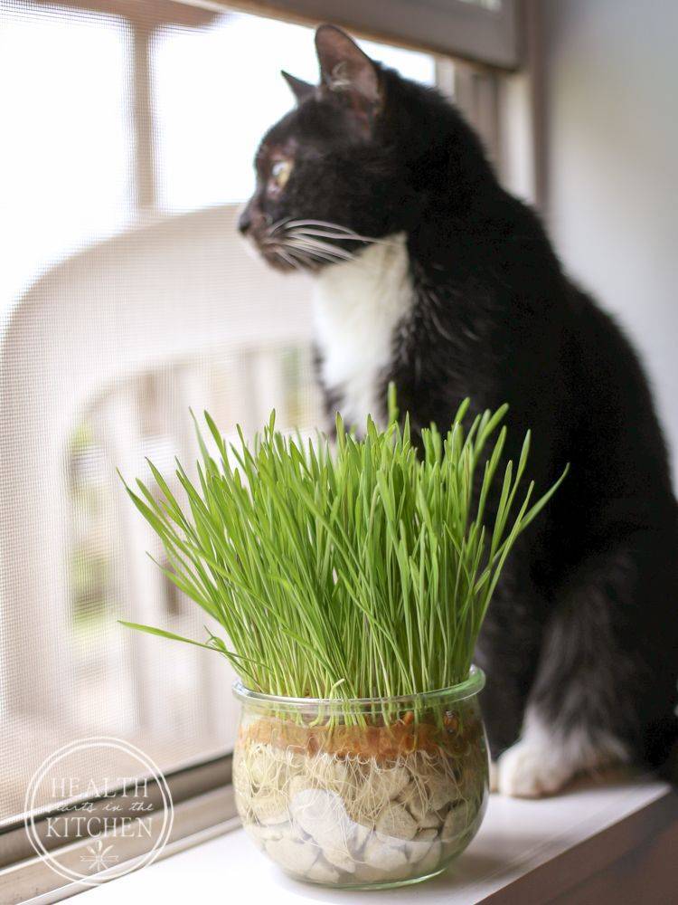 Трава для кошек: название, цена, инструкция как сажать траву с почвой и без почвы