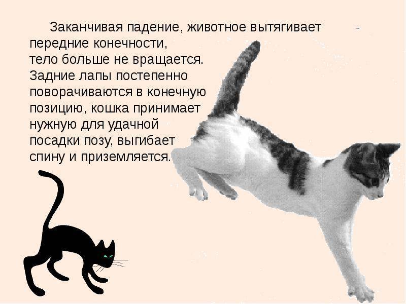 Кошка заваливается на бок при ходьбе причины – периферический вестибулярный синдром у кошек