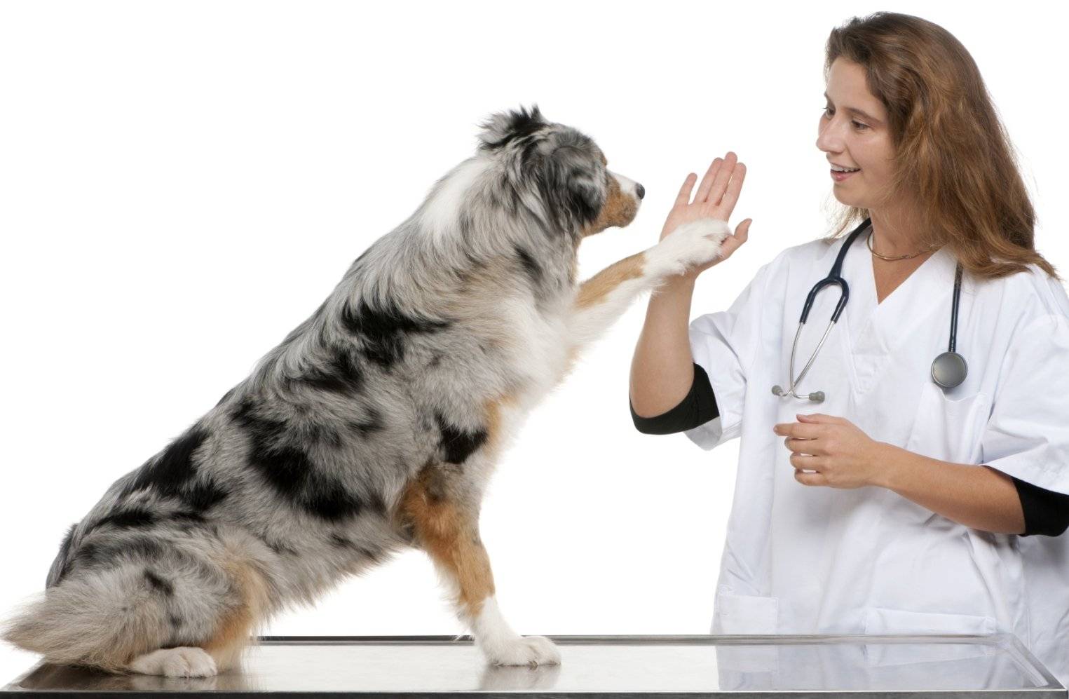 Как лечить кошку и собаку от лишая | совет от ветеринарного дерматолога.  -собаки -болезни собак -библиотека