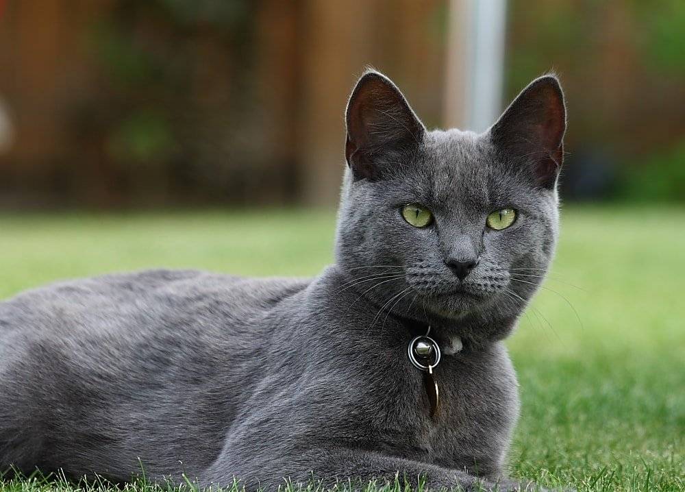 ᐉ кот с большими глазами: какие породы обладают такой особенностью, нюансы ухода и отзывы владельцев - getzoofood.ru