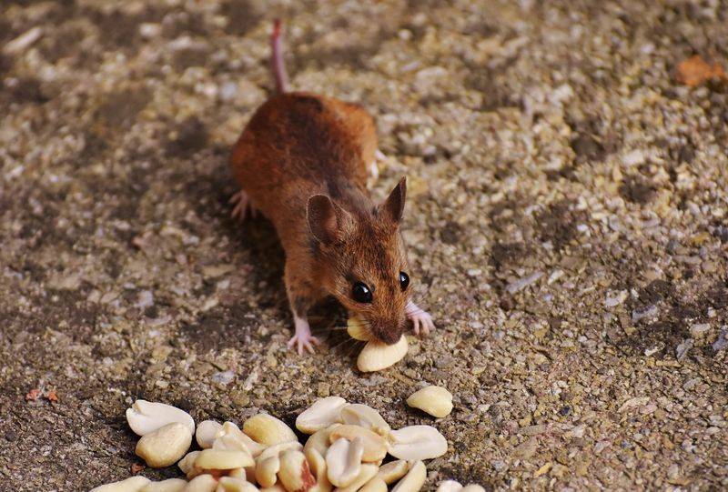 Едят ли ежи мышей