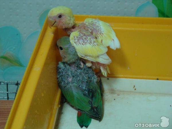 Купалка для попугая: как приучить попугая купаться в купалке