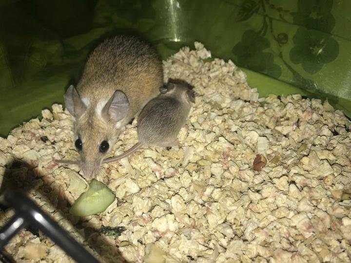 Иглистая мышь акомис - содержание и уход за иглистой мышкой