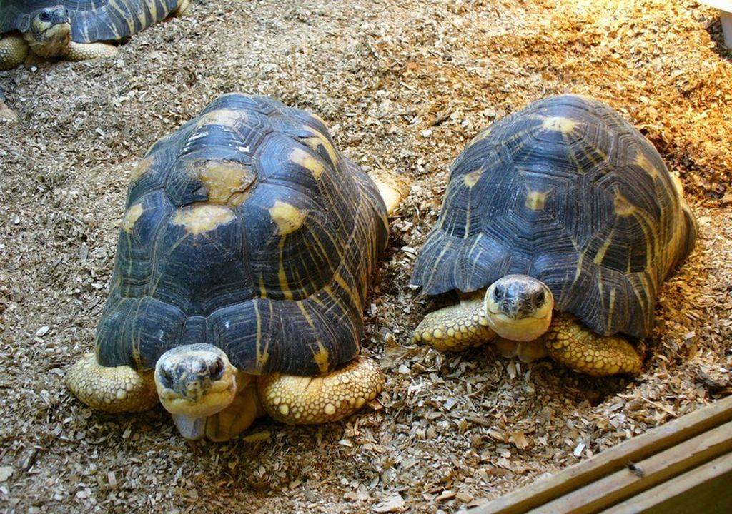 Как спариваются красноухие черепахи в домашних условиях