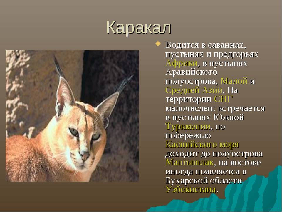 Каракал (кошка): описание породы, фото :: syl.ru
