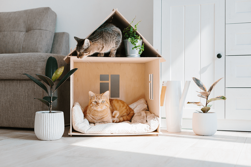 Где любят спать кошки? какие места для сна в доме выбирают коты? как сделать удобное место для любимца? любители котиков - вам сюда!